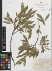 Foto von Salix myrsinifolia subsp. borealis (Fr.) Hyl. x Salix phylicifolia L.